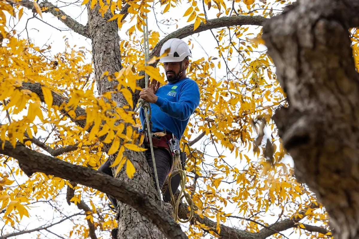 Skilled Tree Transplanting crew working in Pound